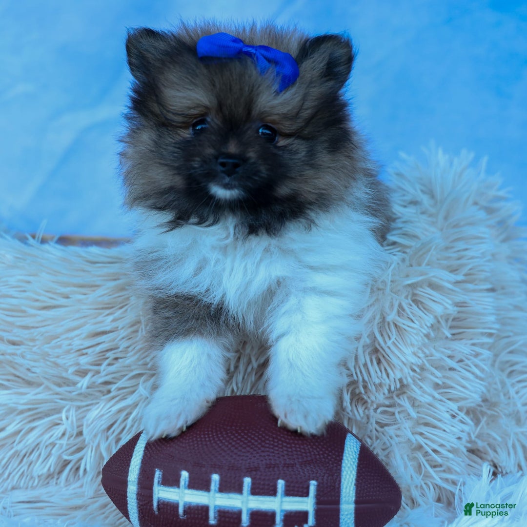 Pomeranian dogs for sale: Bobby - Image 16