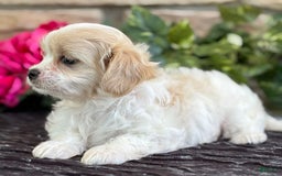 Cavalier King Charles Spaniel dogs for sale: ELLA - Image 8