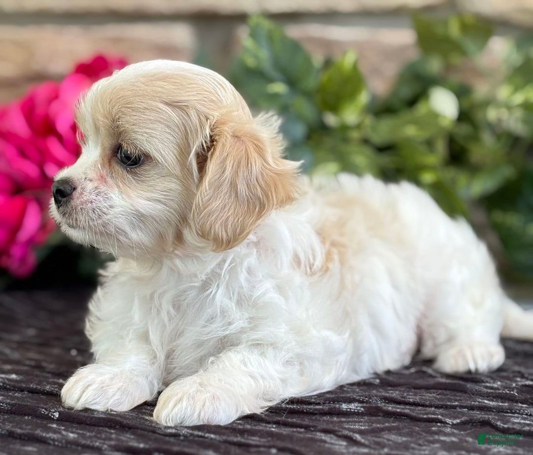 Cavalier King Charles Spaniel dogs for sale: ELLA - Image 8