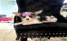 Yorkshire Terrier dogs for sale: Patrick Starr - Image 40