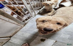 Goldendoodle dogs for sale: Leo - Image 5