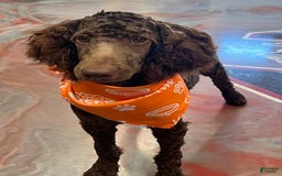 Standard Poodle dogs for sale: Clark - Image 2