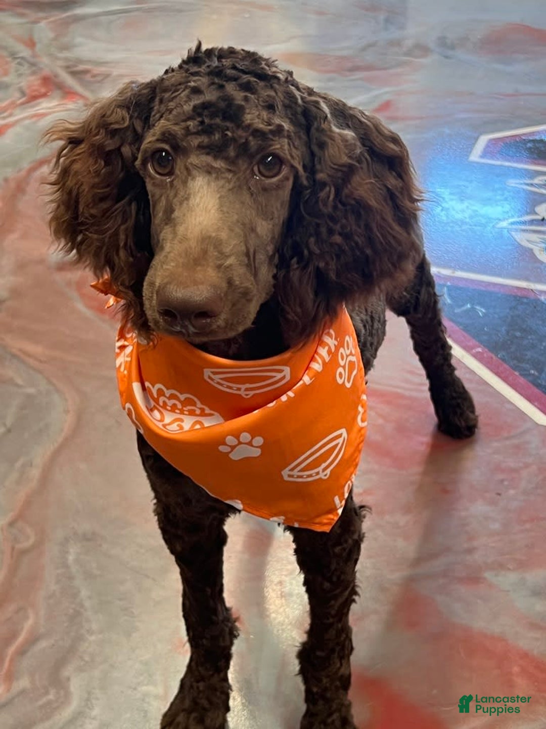 Standard Poodle dogs for sale: Clark - Image 2