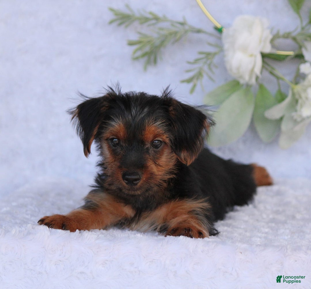 Yorkshire Terrier dogs for sale: Dallas - Image 2