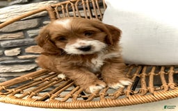 Cockapoo dogs for sale: Jake - Image 8