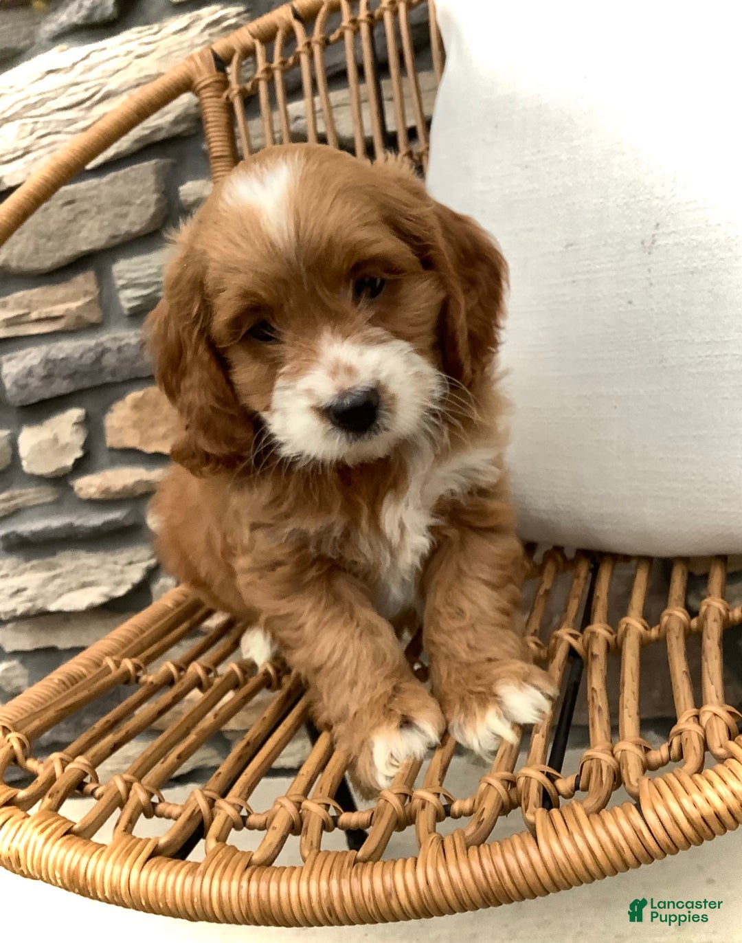 Cockapoo dogs for sale: Jake - Image 8