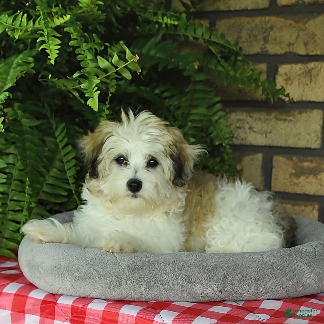 Havapoo dogs for sale: Toby - Image 15