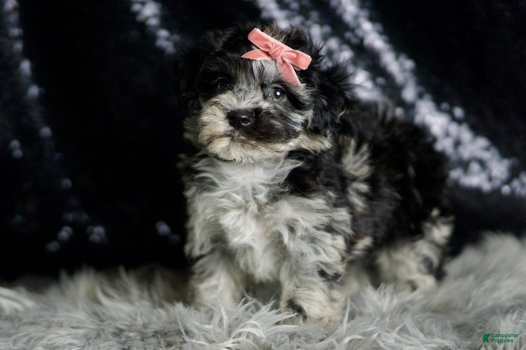 Maltipoo dogs for sale: Blackberry - Image 4