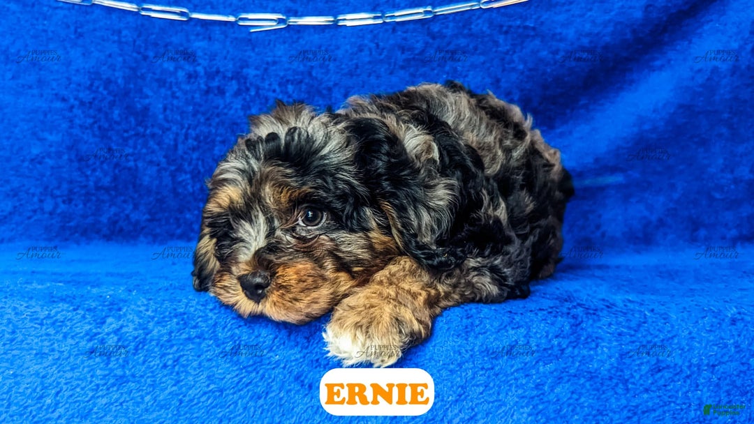 Cavapoo dogs for sale: Ernie - Image 1