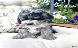  dogs for sale: Mini Goldendoodle 2 puppies - Image 3