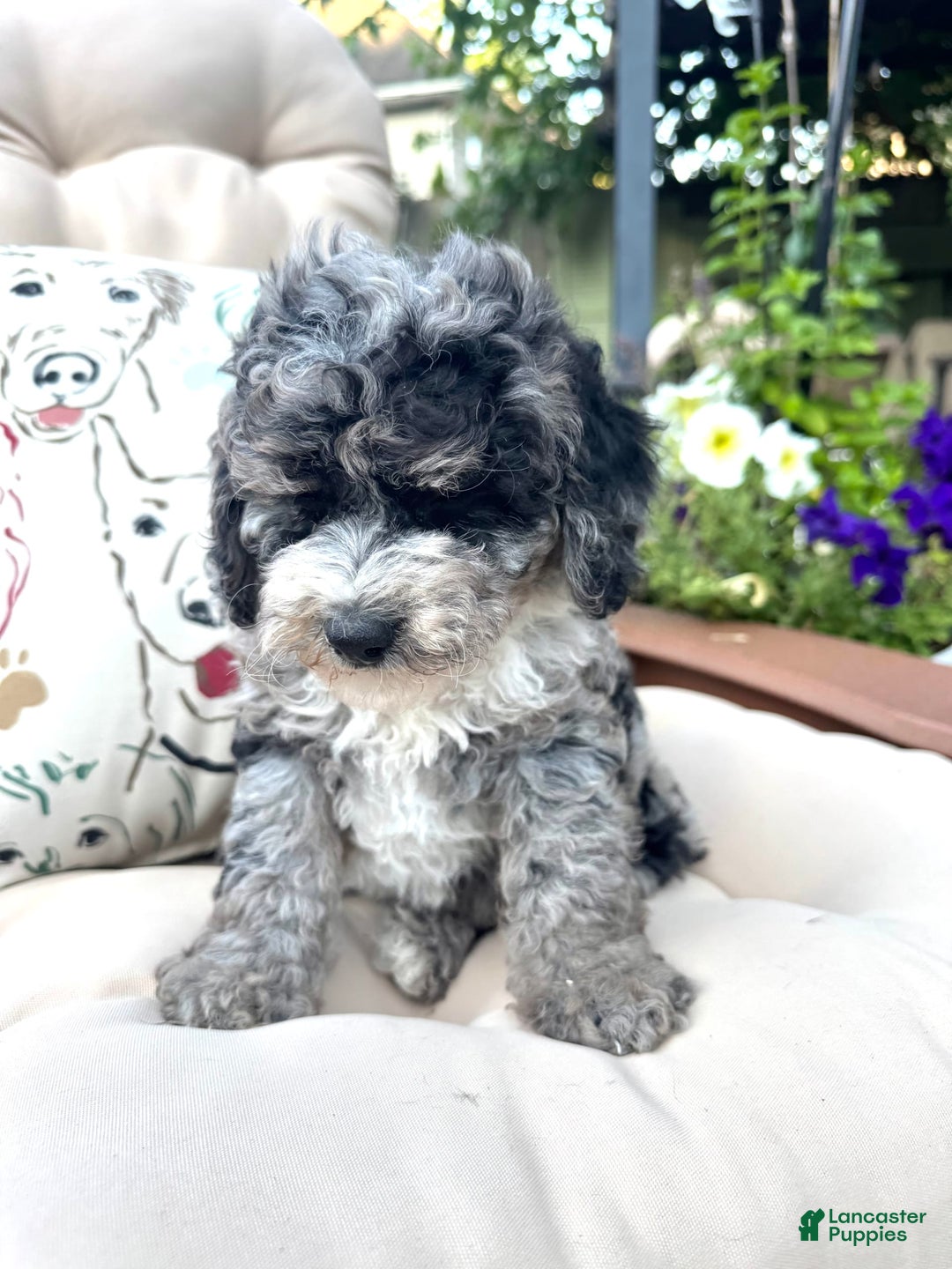  dogs for sale: Mini Goldendoodle 2 puppies - Image 3