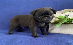 Pug dogs for sale: Eddie - Image 1