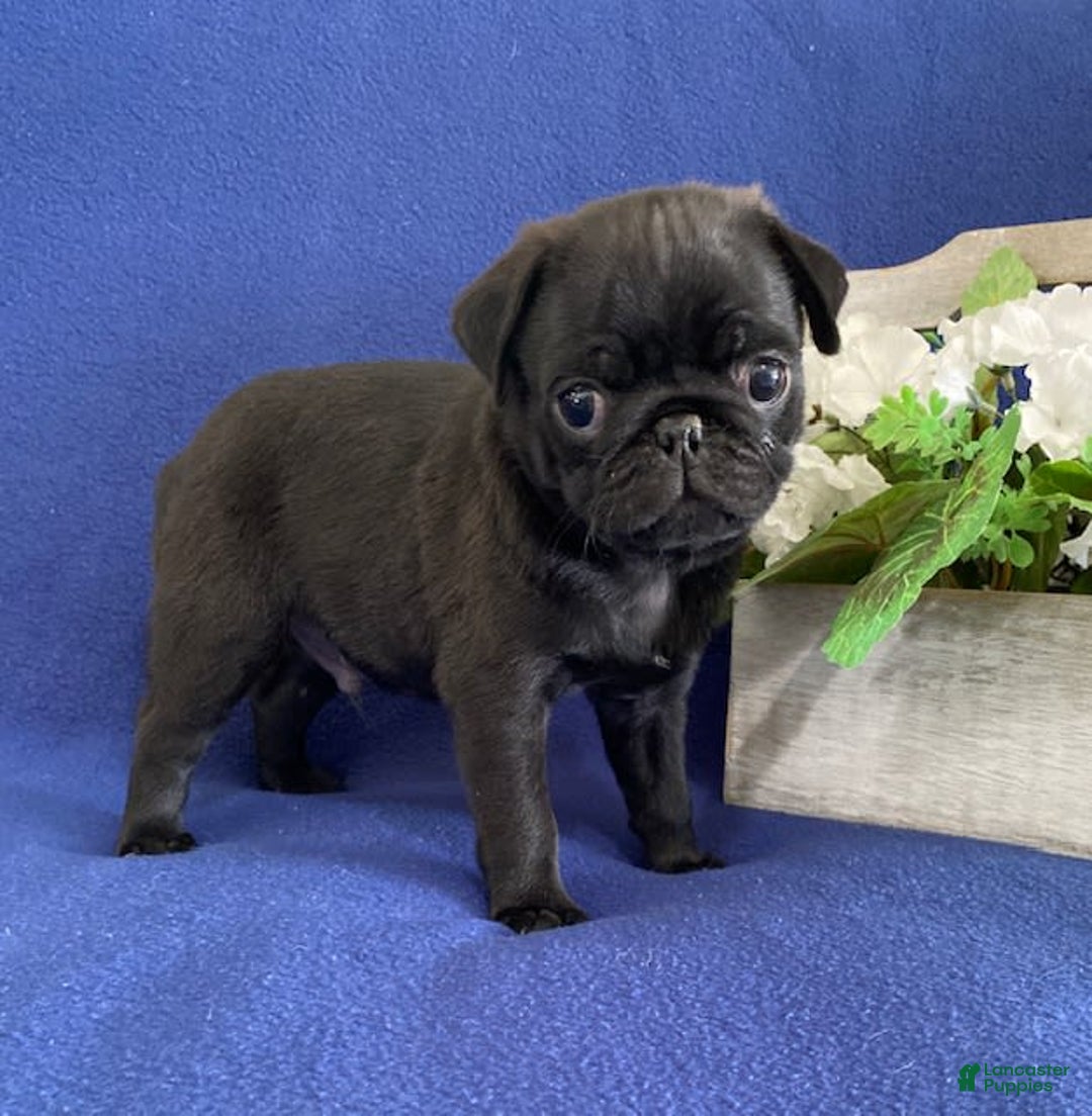 Pug dogs for sale: Eddie - Image 1