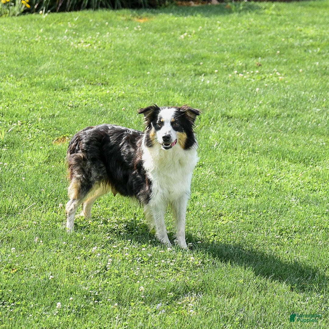 Mini Aussiedoodle dogs for sale: Mocha - Image 4