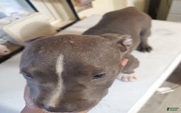 American Pit Bull Terrier dogs for sale: Tang - Image 2