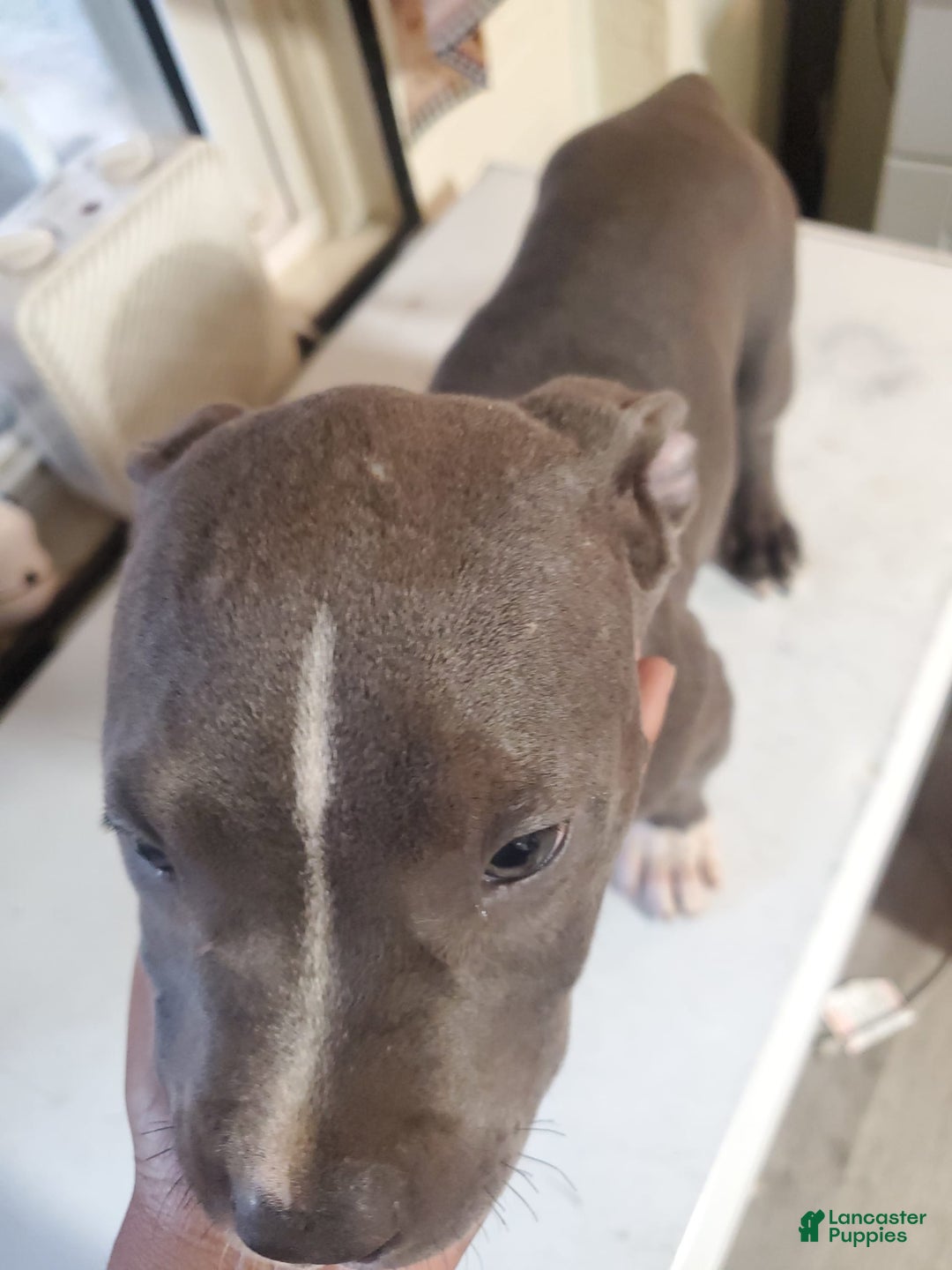 American Pit Bull Terrier dogs for sale: Tang - Image 2