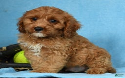 Cavapoo dogs for sale: Irresistable - Image 3