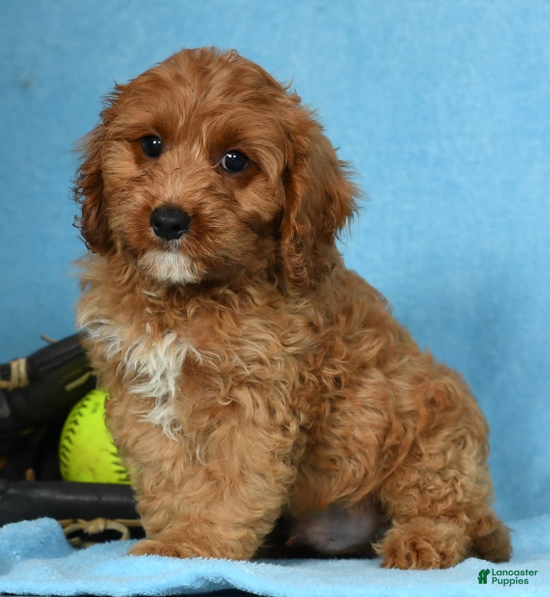 Cavapoo dogs for sale: Irresistable - Image 3