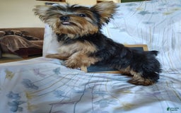 Yorkshire Terrier dogs for sale: Daffodil - Image 7