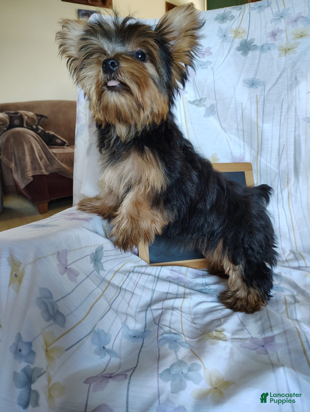 Yorkshire Terrier dogs for sale: Daffodil - Image 7