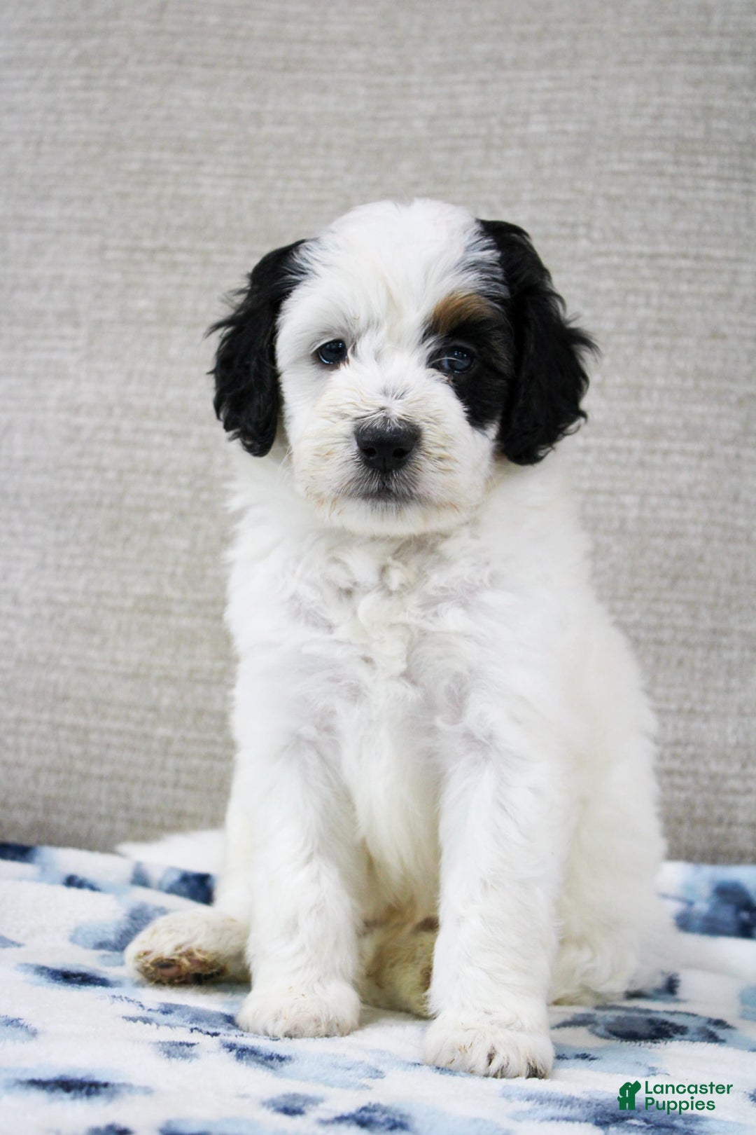 Mini Bernedoodle dogs for sale: Lennon - Image 22