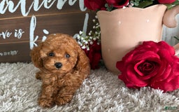 Toy Poodle dogs for sale: Kaylee - Image 2