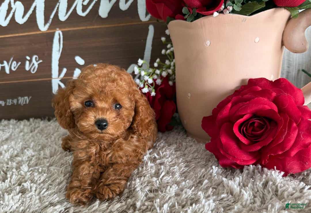 Toy Poodle dogs for sale: Kaylee - Image 2