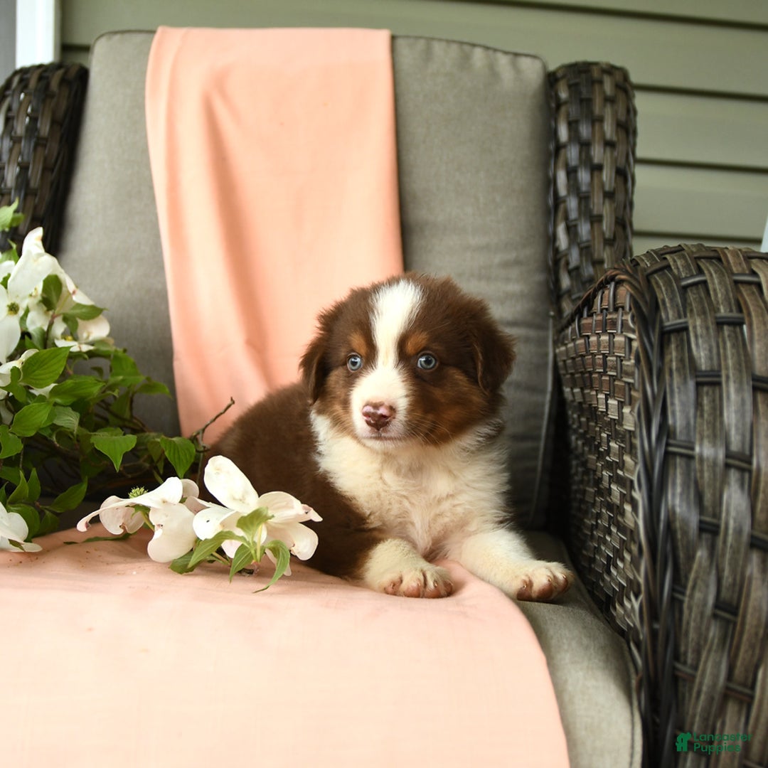 Australian Shepherd dogs for sale: Enzo - Image 6