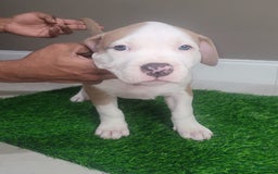 American Bully dogs for sale: Puzzle Piece - Image 6