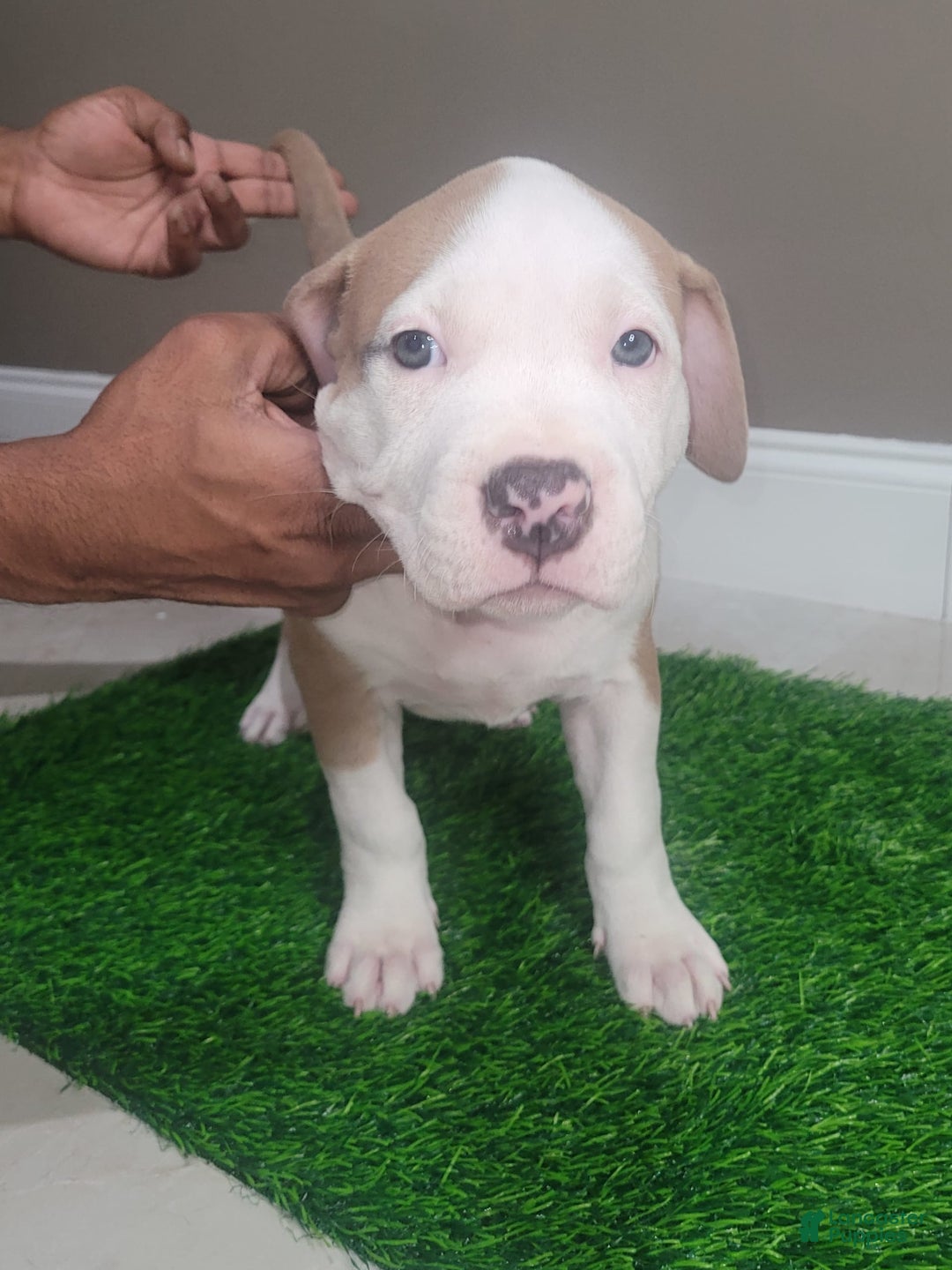 American Bully dogs for sale: Puzzle Piece - Image 6