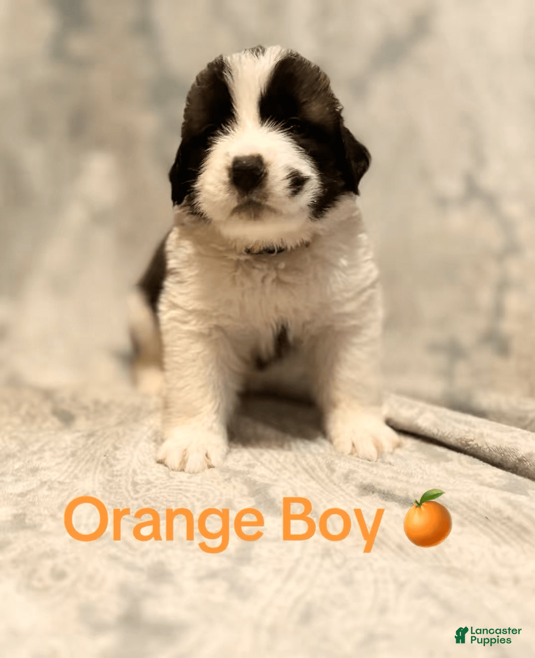 Saint Bernard dogs for sale: 14 Saints Available - Image 24