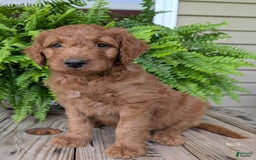 Goldendoodle dogs for sale: Dash - Image 2