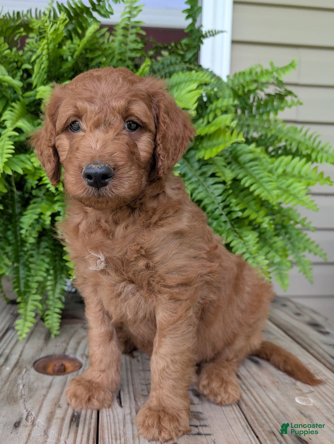 Goldendoodle dogs for sale: Dash - Image 2