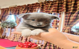 Chihuahua dogs for sale: Rocky Silver Blue - Image 1