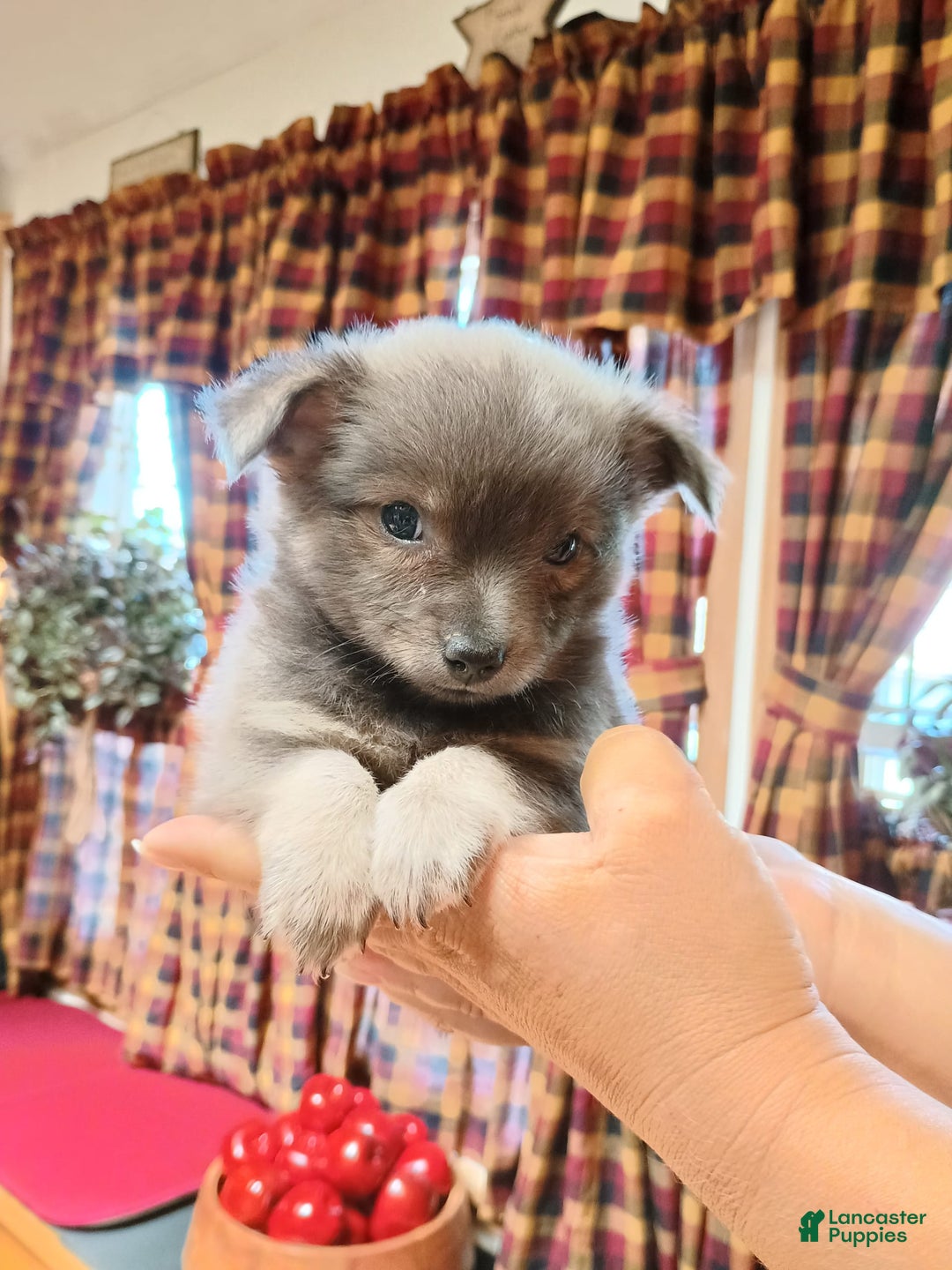 Chihuahua dogs for sale: Rocky Silver Blue - Image 1