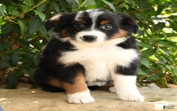 Miniature Australian Shepherd dogs for sale: Aurora - Image 8