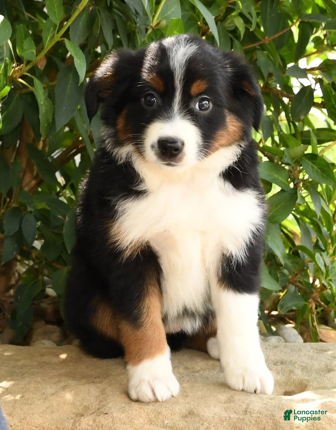 Miniature Australian Shepherd dogs for sale: Aurora - Image 8