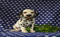 Dalmatian dogs for sale: Landen - Image 3