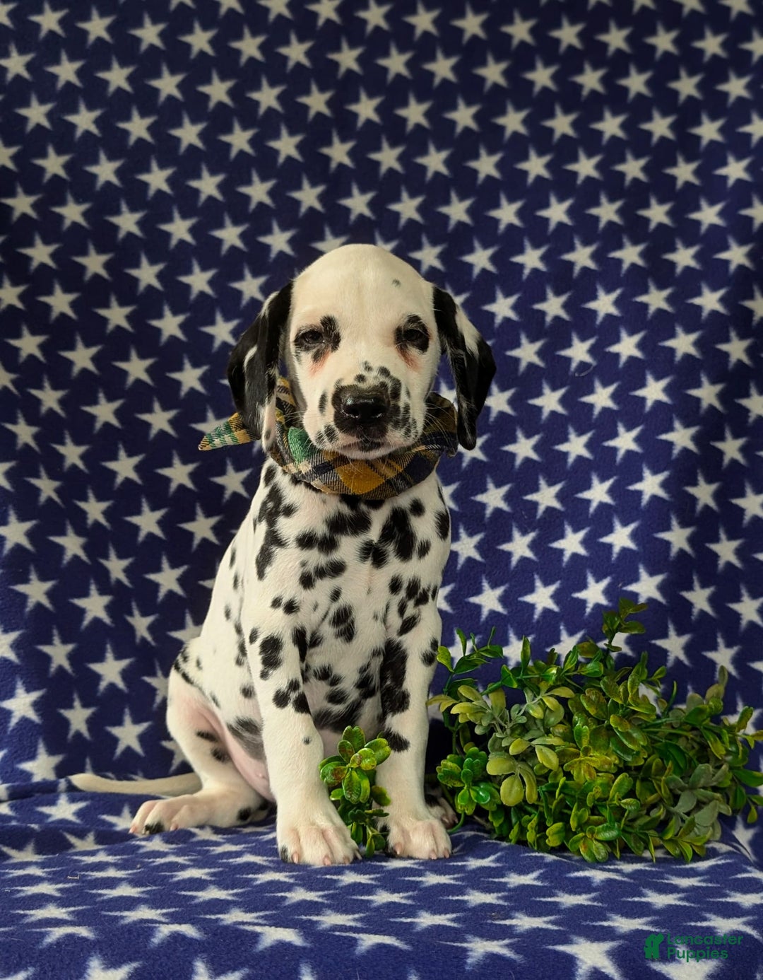 Dalmatian dogs for sale: Landen - Image 3