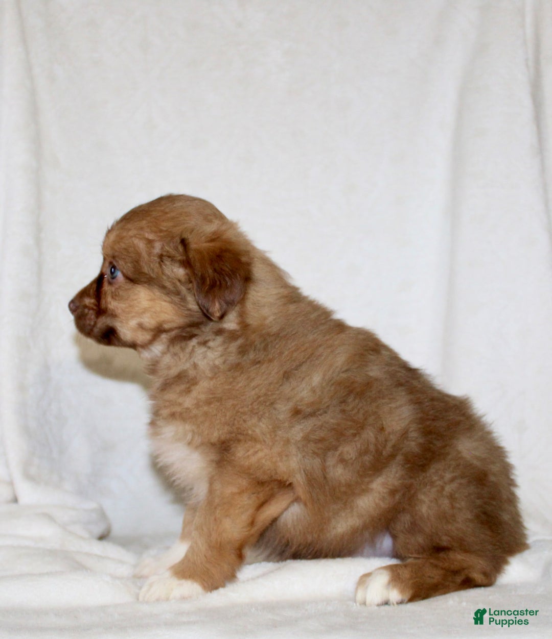 Australian Shepherd dogs for sale: Sally - Image 2