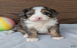 Mini Bernedoodle dogs for sale: Bluey - Image 20