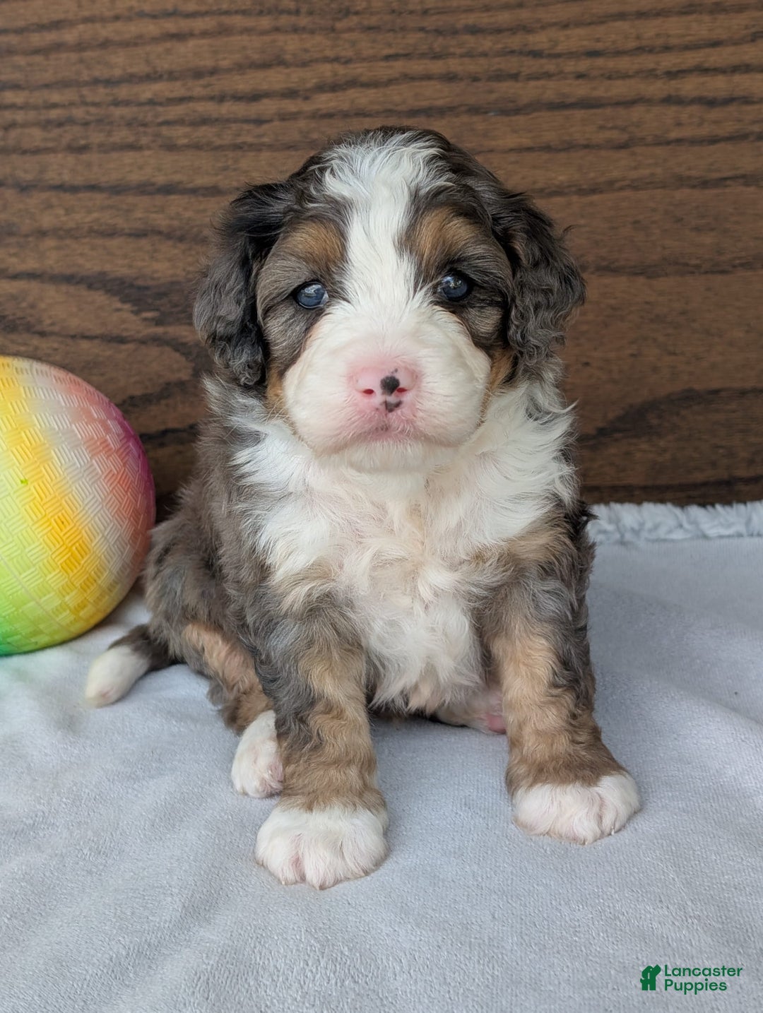 Mini Bernedoodle dogs for sale: Bluey - Image 20