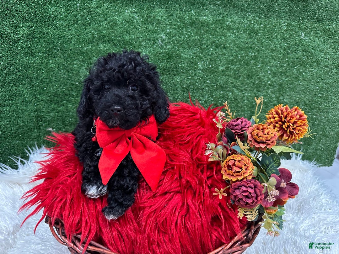 Toy Poodle dogs for sale: Louis - Image 2
