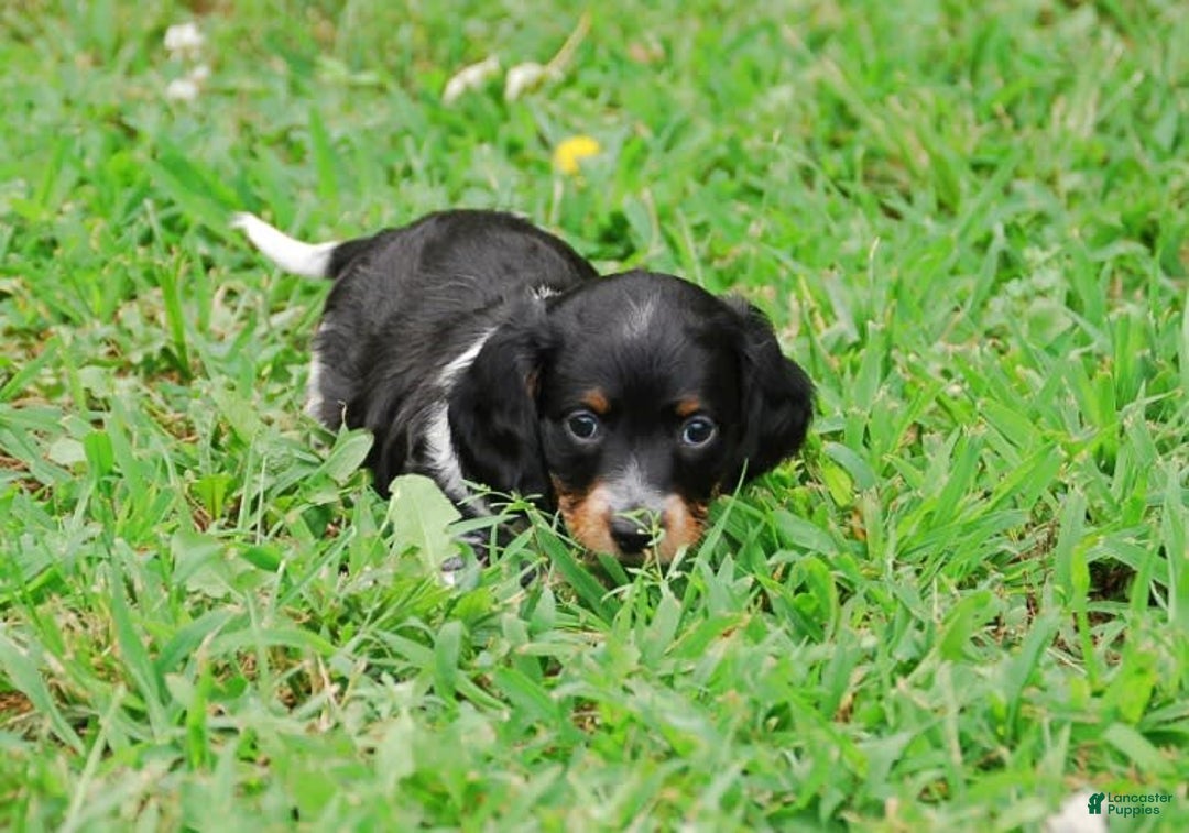 Dachshund dogs for sale: Akc Prince - Image 7