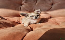 Chihuahua dogs for sale: Cacao - Image 2