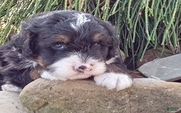 Mini Bernedoodle dogs for sale: Rambo - Image 35