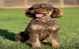 Aussiedoodle dogs for sale: Btf1 - Listing for pets: Btf1, Btf1 - Image 8