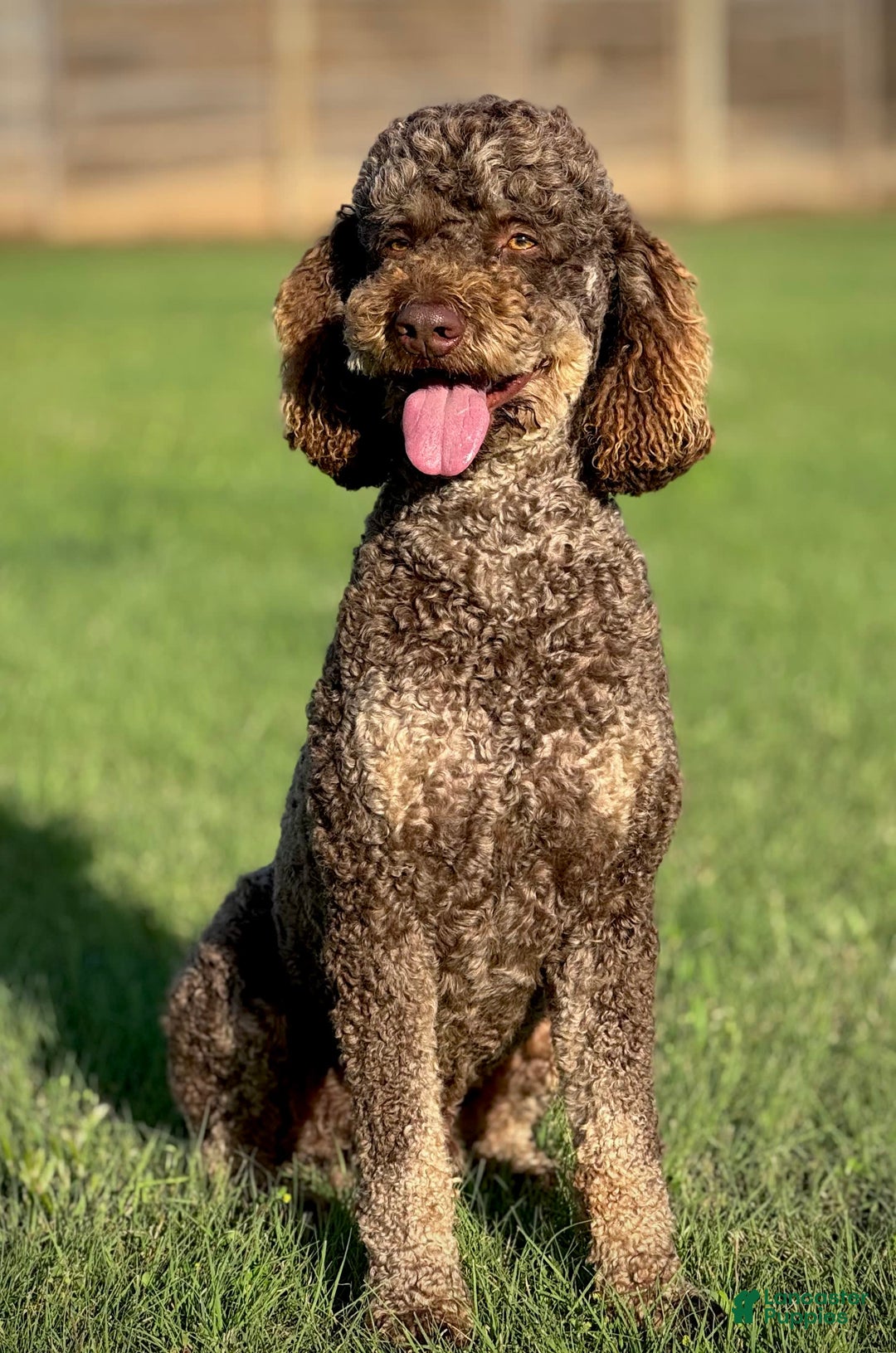 Aussiedoodle dogs for sale: Btf1 - Listing for pets: Btf1, Btf1 - Image 8