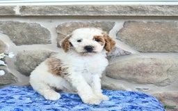 Goldendoodle dogs for sale: Sweetheart - Image 4