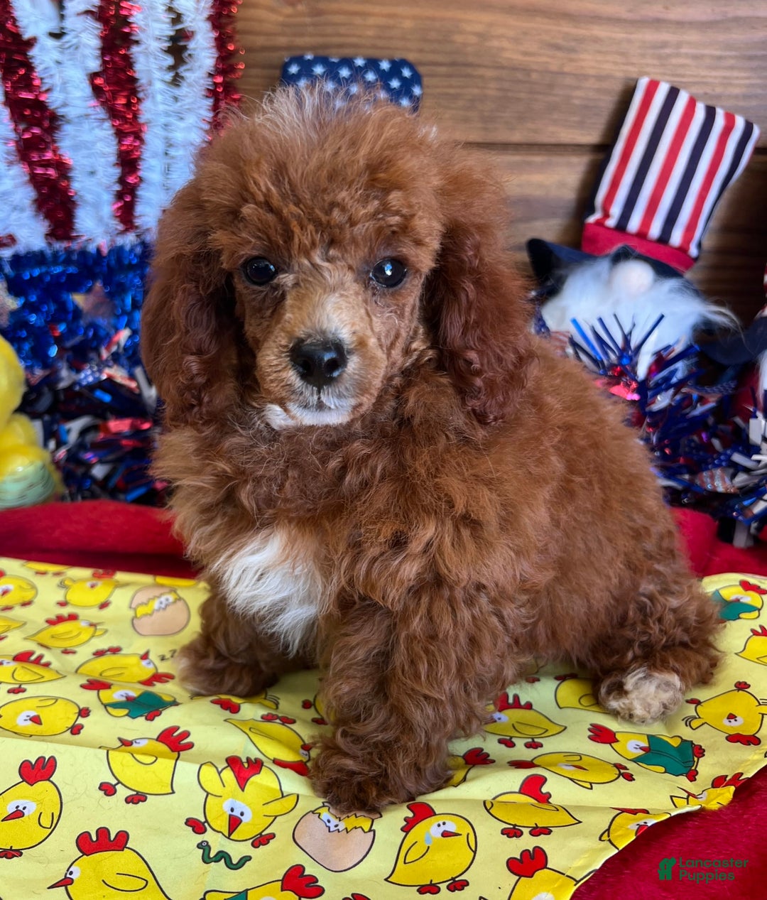 Toy Poodle dogs for sale: Elvis - Image 4